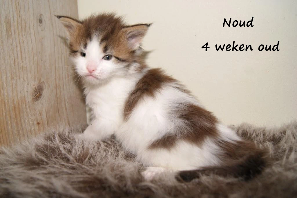 Noud